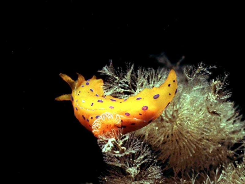 Polycera elegans on bryozoan.