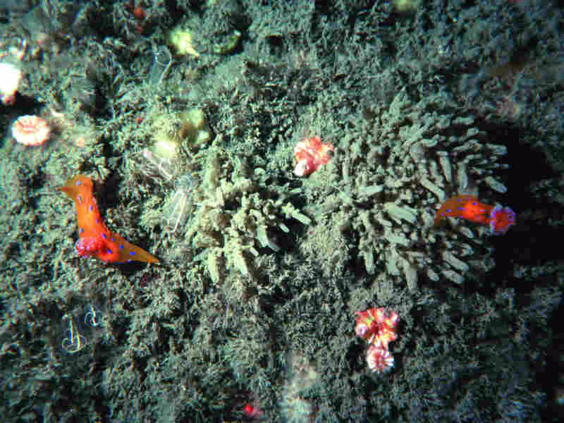 Polycera elegans.