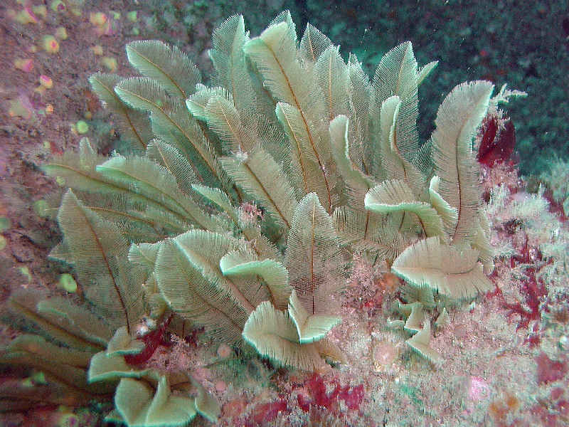 Gymnangium montagui.