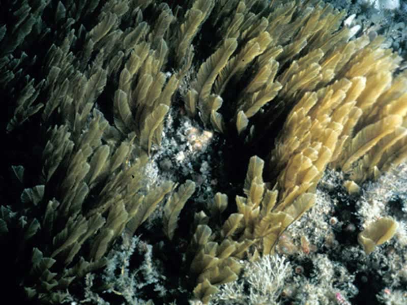 Gymnangium montagui  at St. James Stone, Lundy.