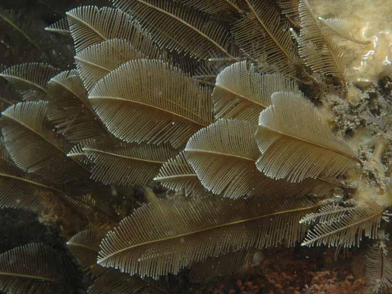 Gymnangium montagui at Firestone.