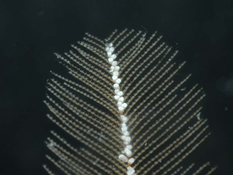 Close up view of Gymnangium montagui at an aquarium.
