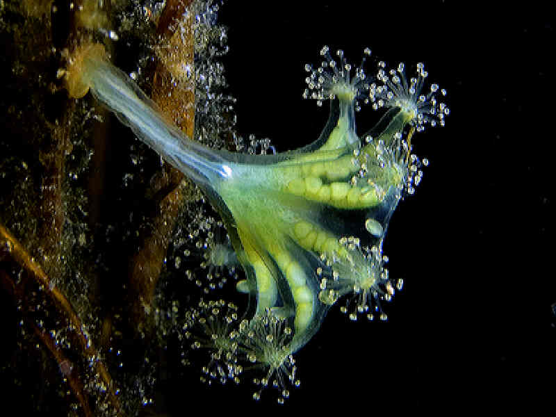 The kaleidoscope jellyfish Haliclystus auricula.