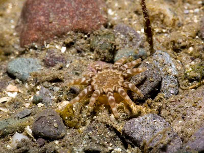 Lone Halcampa chrysanthellum on the seabed.