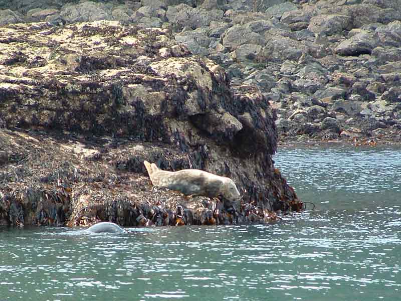 The grey seal Halichoerus grypus basking on rock.