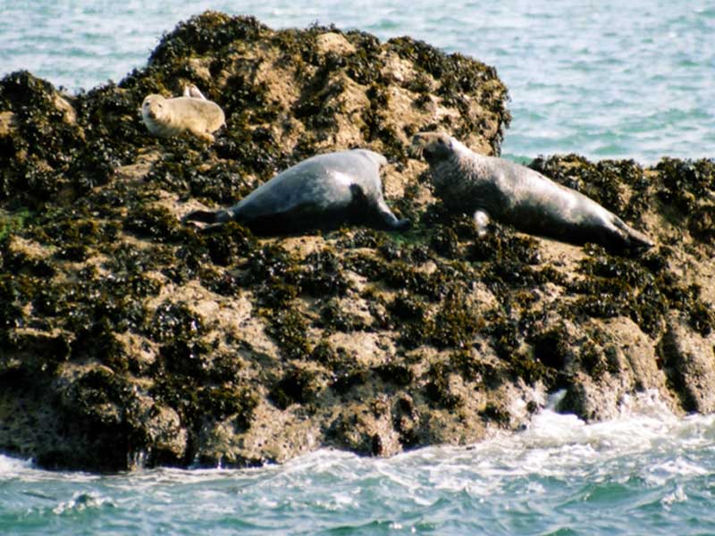 Halichoerus grypus adults and pub hauled out on rocks in Lundy.