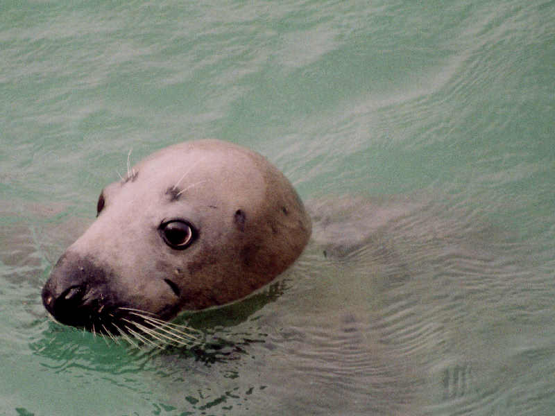 The Grey seal Halichoerus grypus .