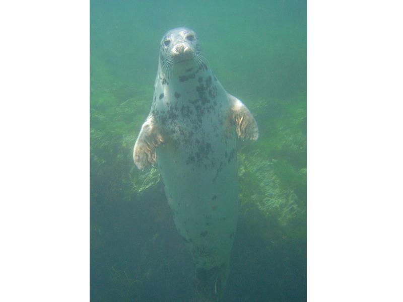 Inquisitive Halichoerus grypus.