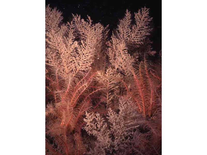 Sea fir Halicium halecinum and feather star Antedon bifida.