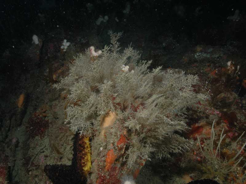 Halecium halecinum at Mewstone, Plymouth.