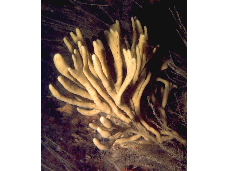 Mermaid's glove, Haliclona (Haliclona) oculata.