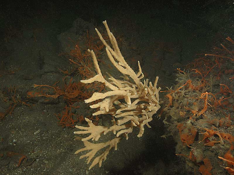 Haliclona (Haliclona) oculata at Firestone Bay in Plymouth Sound.