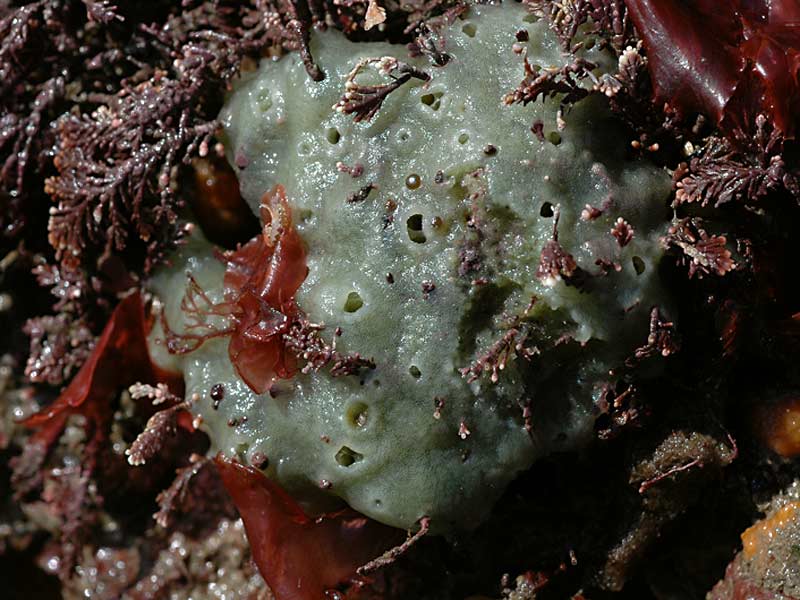 Halichondria (Halichondria) panicea at West Hoe, Plymouth.