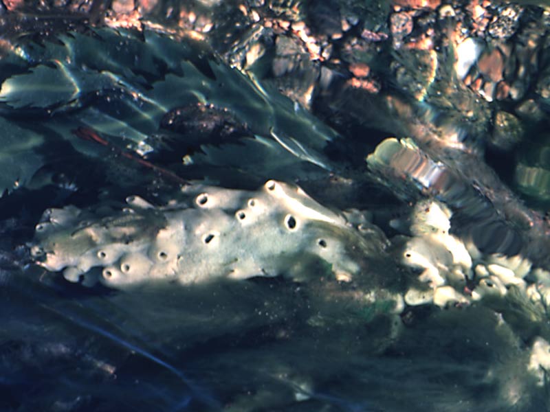 Morphology of Halichondria (Halichondria) panicea in tidal rapids.