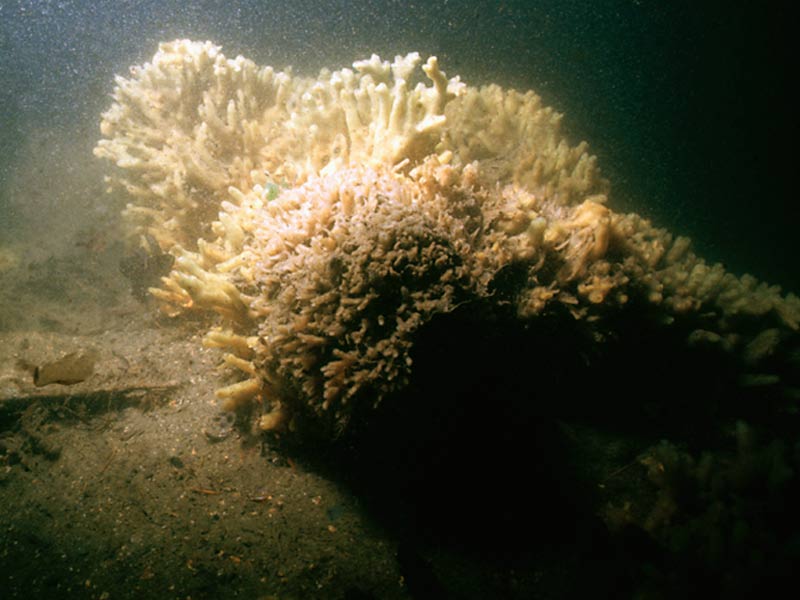 Globular/branching form of Halichondria (Halichondria) panicea.