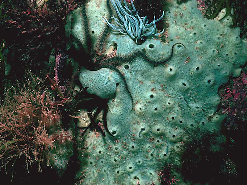 Encrusting growth form of Halichondria (Halichondria) panicea.