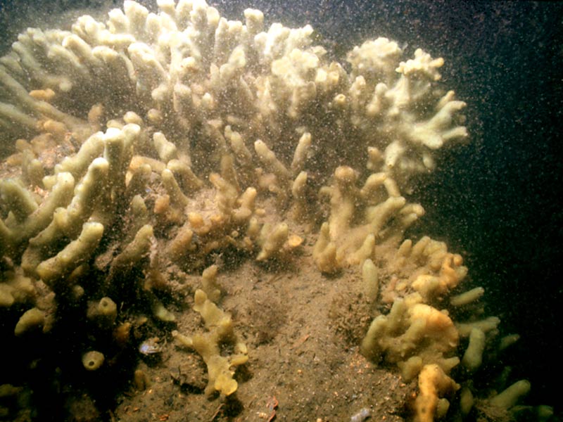 Globular/branching form of Halichondria (Halichondria) panicea on rock