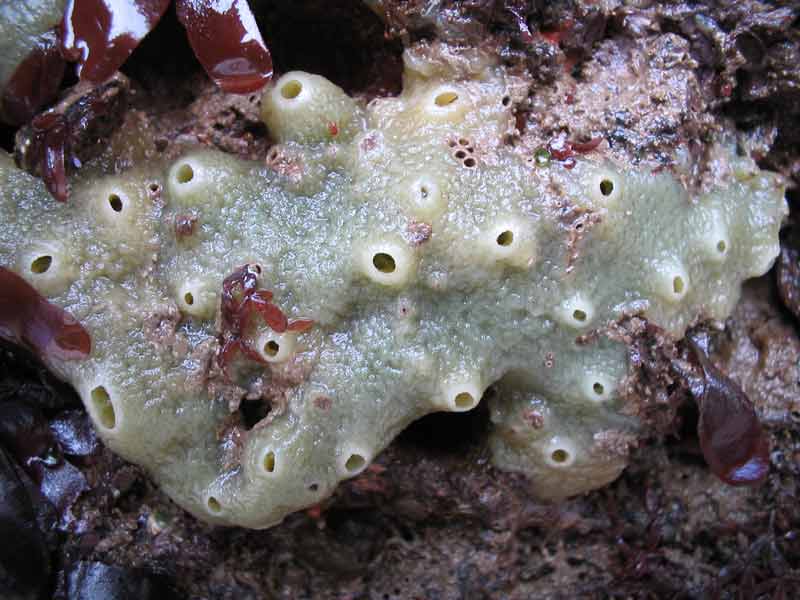 Encrusting form of Halichondria (Halichondria) panicea.