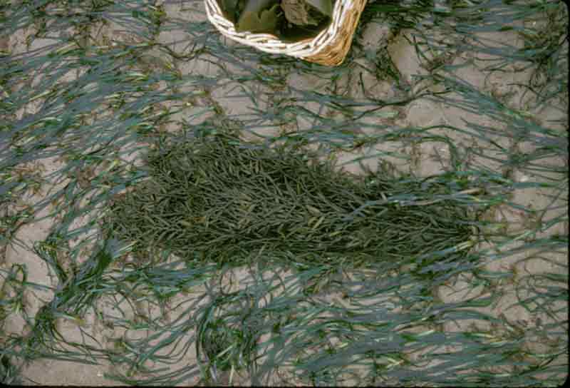 Image: Halidrys siliquosa washed up on a Zostera bed.