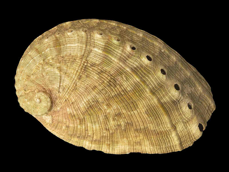 Outer view of Haliotis tuberculata.