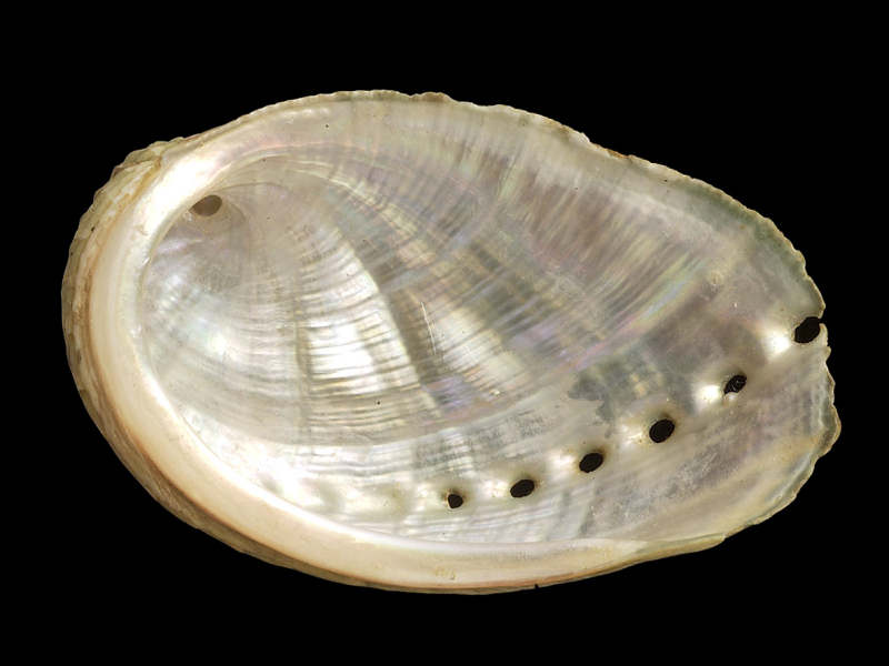 Inner view of Haliotis tuberculata.