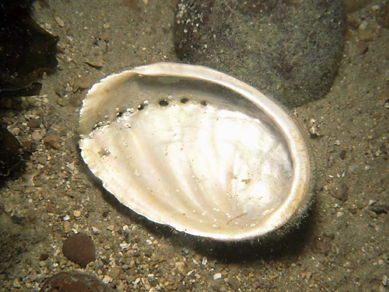 Image: An empty Haliotis tuberculata shell in the Channel Isles.