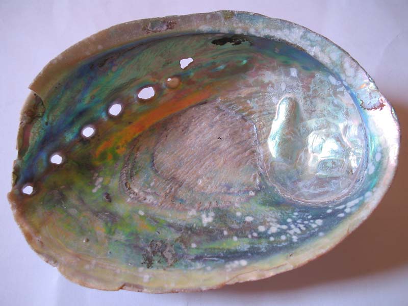Image: Underside of Haliotis tuberculata shell.