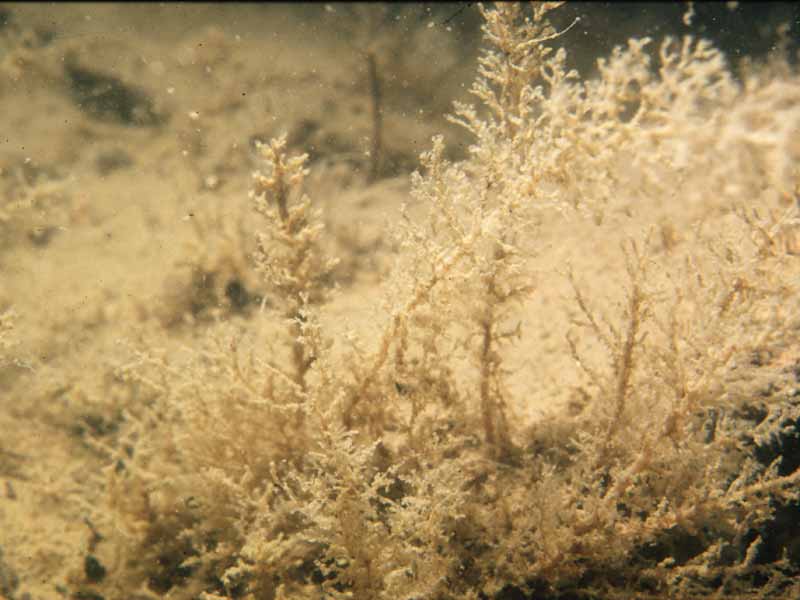 Close up of large branching Hartlaubella gelatinosa.