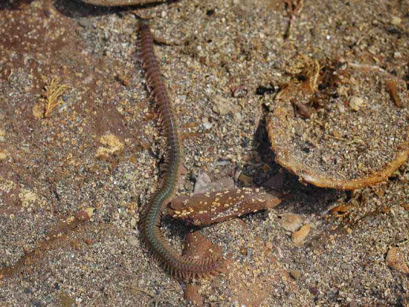 Hediste diversicolor at Wembury Point, Devon.