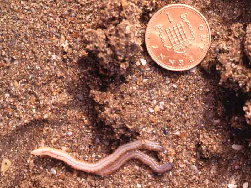 Hediste diversicolor on gravel with a 1 penny coin for scale.