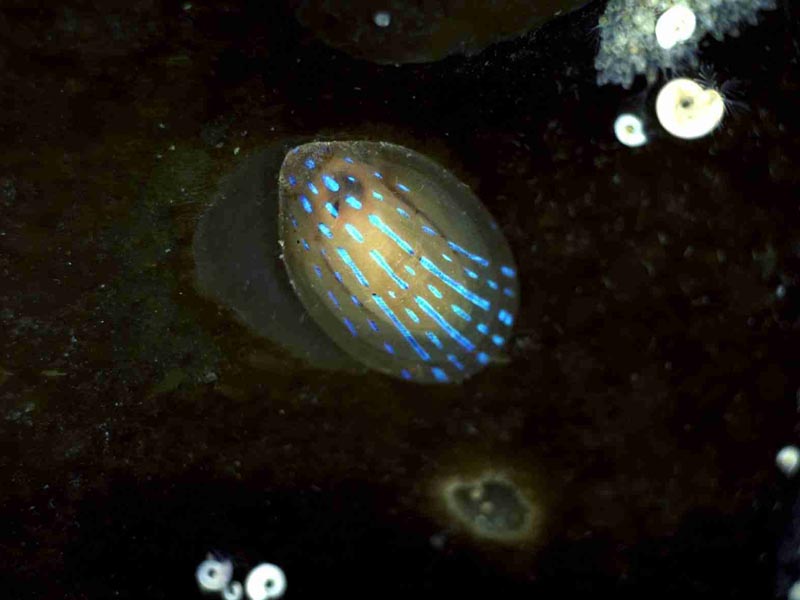 Patella pellucida on kelp blade.