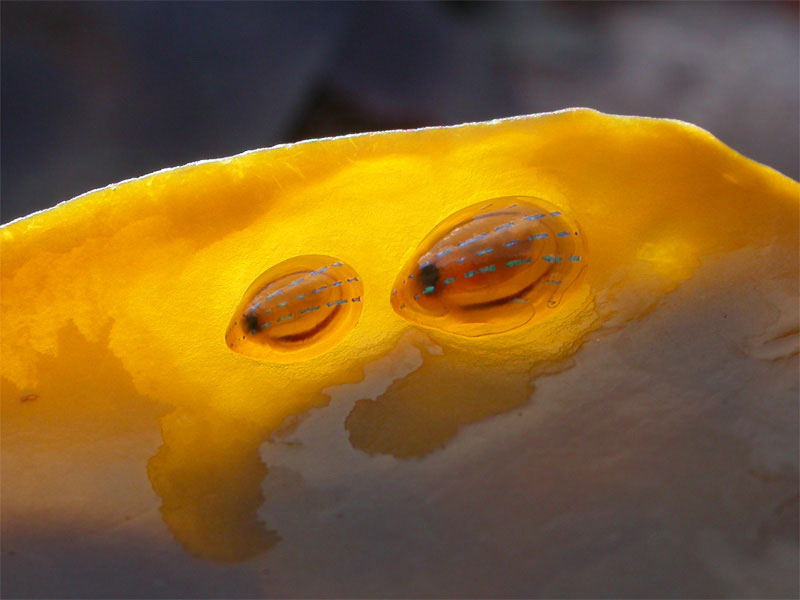 Patella pellucida on a blade of kelp.