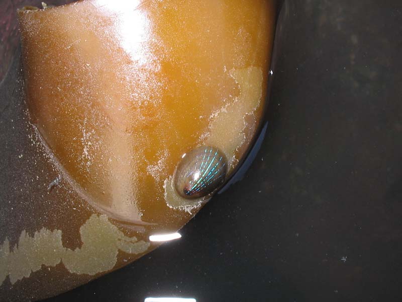 Patella pellucida on kelp showing its grazing trails.