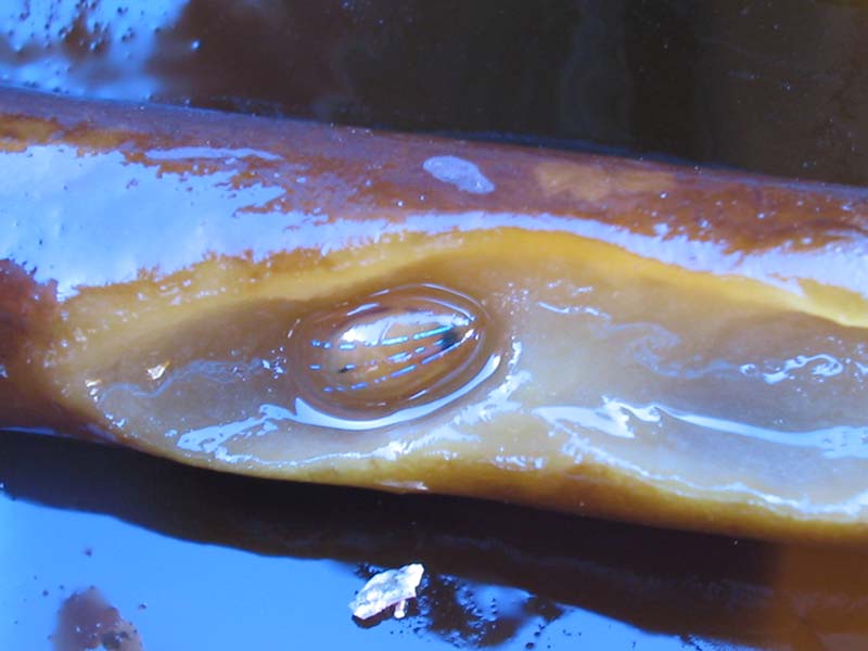 Patella pellucida on some damaged kelp.