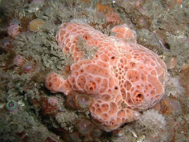 Image: Hemimycale columella off the Island of Sark.