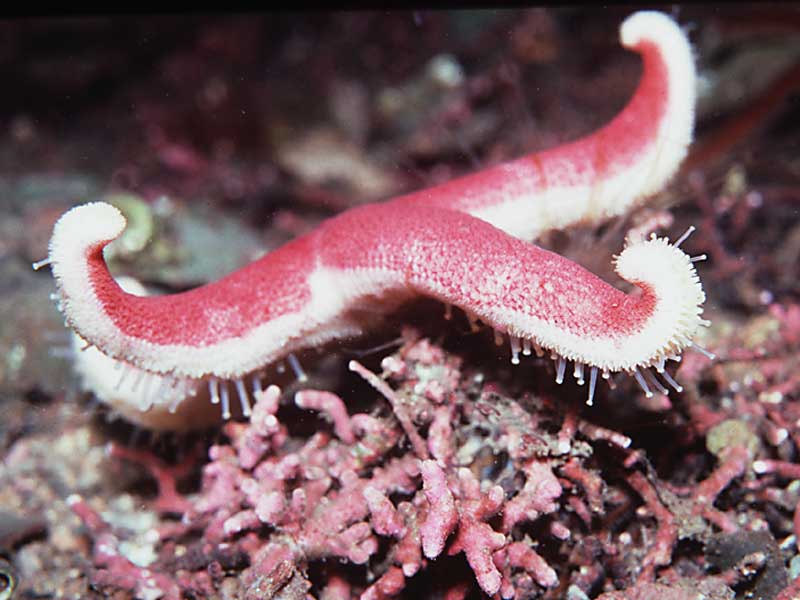 Henricia oculata on Maerl beds in the Creag Gobhainn area of Loch Fyne at 15m depth.