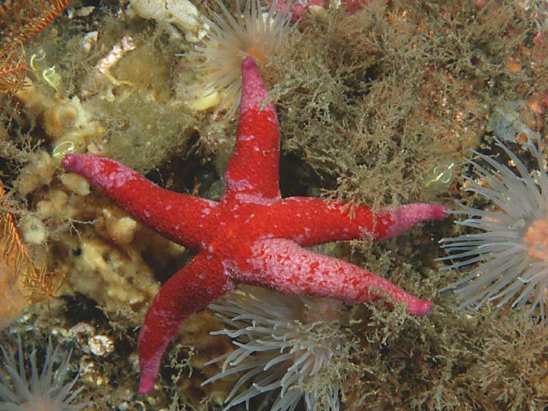 Henricia oculata at Strome Narrows, Loch Carron in Scotland.