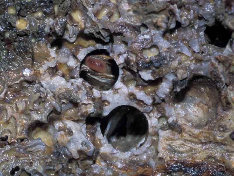 Image: Hiatella arctica in burrow.
