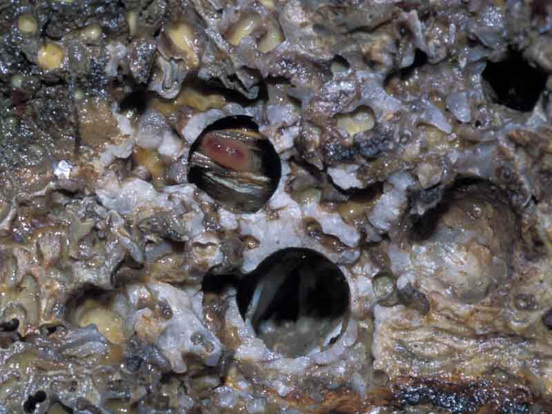 Hiatella arctica in burrow.