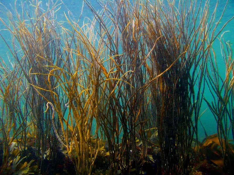 Stand of Himanthalia elongata at Outer Hope.