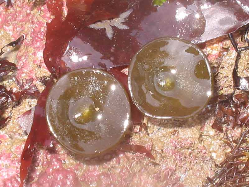 Two olive green Himanthalia elongata buttons.