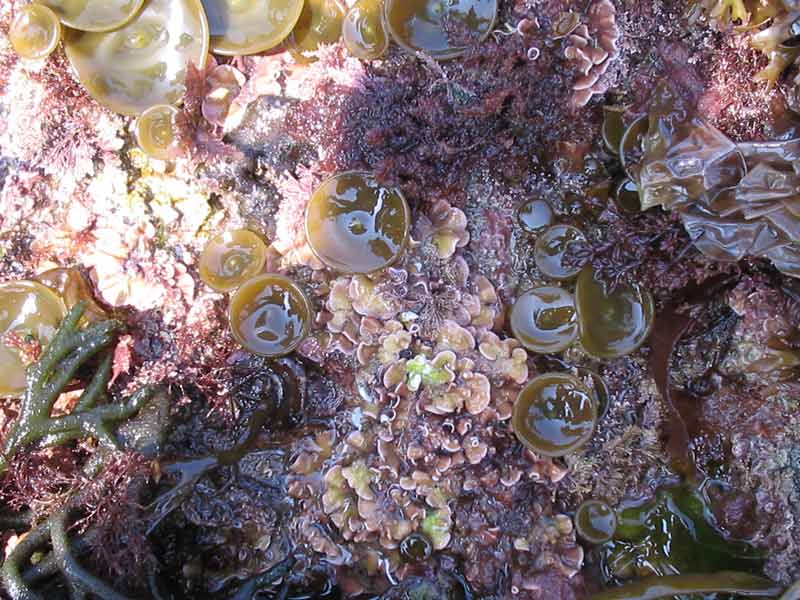 Image: Himanthalia elongata buttons irregularly distributed on an intertidal rock.