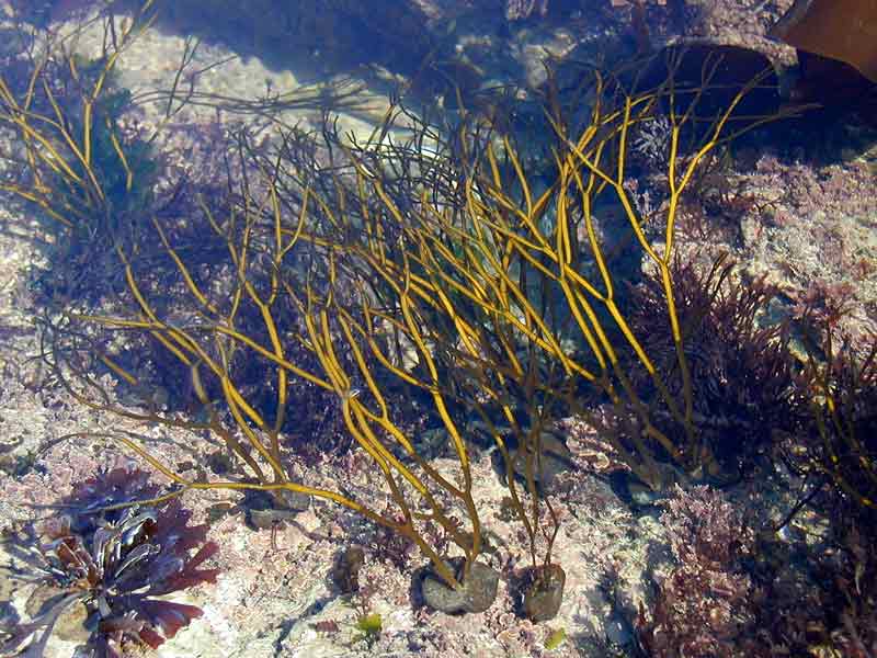 Himanthalia elongata, with young reproductive fronds, in rockpool, Wembury.