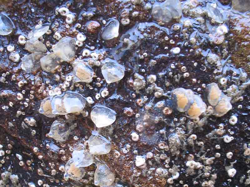 Flat, vase-shaped egg capsules of Tritia reticulata.