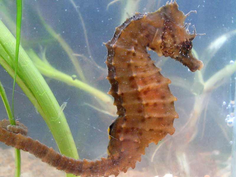 The short snouted sea horse Hippocampus hippocampus.