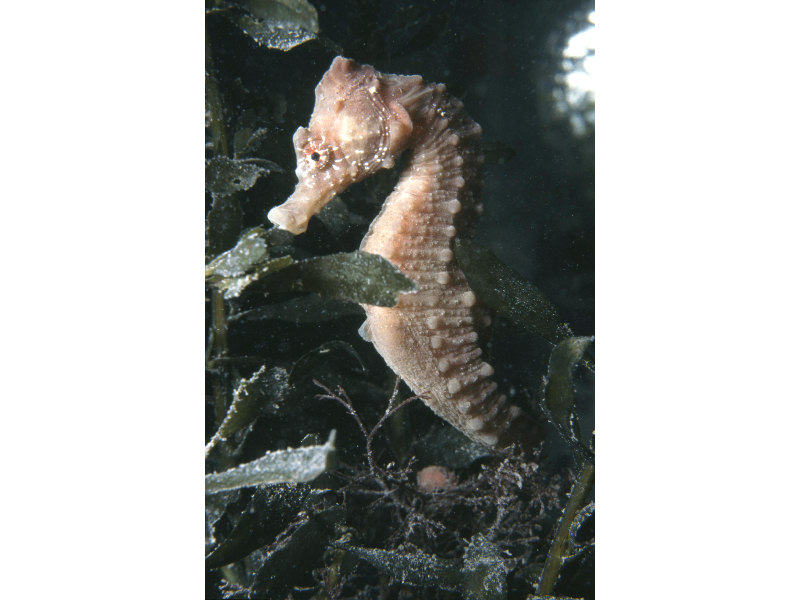 MarLIN - The Marine Life Information Network - Short snouted seahorse  (Hippocampus hippocampus)