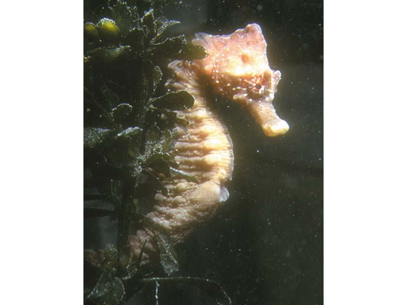 The short snouted seahorse Hippocampus hippocampus.