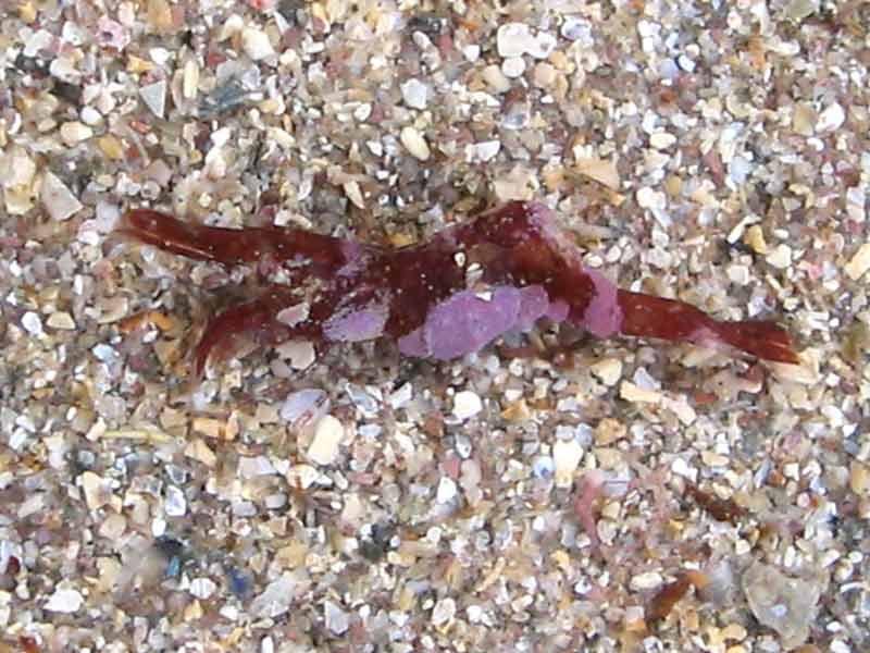 Red Hippolyte varians on the shore.