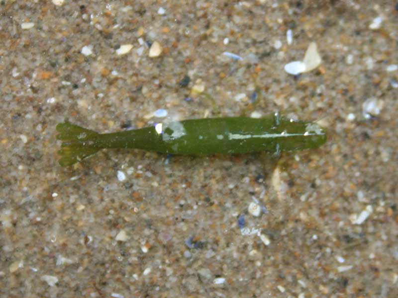 Green Hippolyte varians in a sandy rockpool.