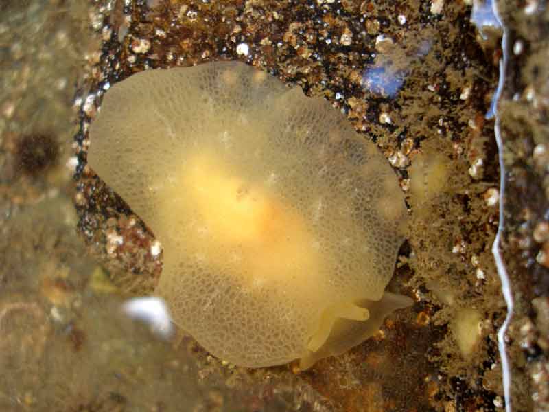An active sea slug, Berthella plumula.
